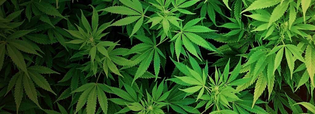 Order Cannabis Online Alberta